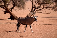 Oryx Namibia