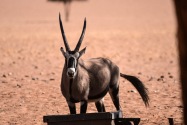 Oryx Namibia