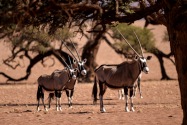 Oryx Namibia