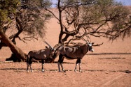Oryx Namibia