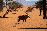 Oryx Namibia