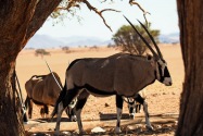 Oryx Namibia