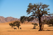 Oryx Namibia