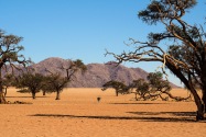 Oryx Namibia