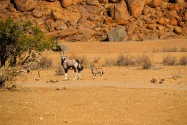 Oryx Namibia