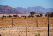 Oryx Namibia
