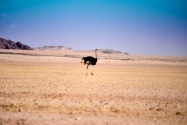 Ostrich Namibia