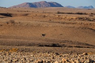 Zebra Namibia