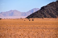 Ostrich Namibia