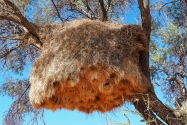 Weaver Namibia