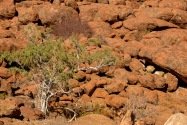 White Lady Pictographs Namibia