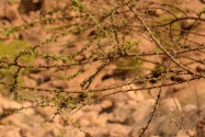 White Lady Pictographs Namibia
