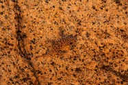 White Lady Pictographs Namibia