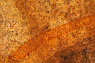 Spitzkoppe Petroglyphs Namibia