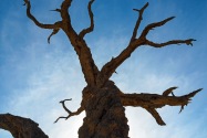 Deadvlei Namibia