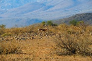 Namib-Naukluft NP Namibia