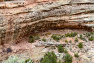 Natural Bridges NM UT