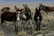 Marietta Wild Burro Range