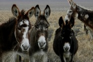 Marietta Wild Burro Range