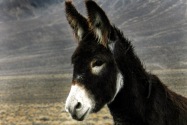 Marietta Wild Burro Range