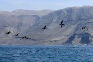 42-iquique
