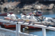 44-iquique