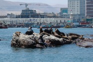 45-iquique