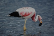 104-flamingo