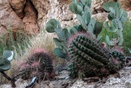 Big Bend NP, TX