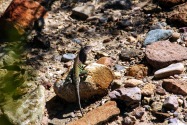 Big Bend NP, TX