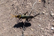 Big Bend NP, TX