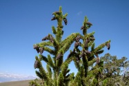 Bristlecone NF, CA