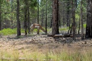 Bryce Canyon NP, UT