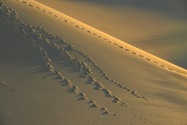 Eureka Dunes