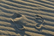 Eureka Dunes