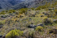 Death Valley NP, CA