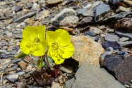 Death Valley NP, CA