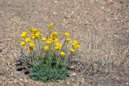 Death Valley NP, CA