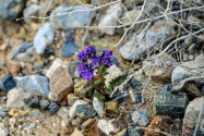 Death Valley NP, CA