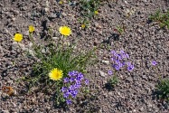 Death Valley NP, CA