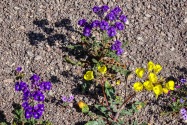 Death Valley NP, CA