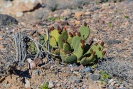 Death Valley NP, CA