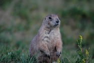 28-PrarieDog.jpg