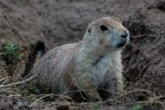 29-PrarieDog.jpg