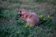31-PrarieDog.jpg