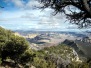 Dinosaur NM