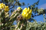 Guadalupe Mountains NP, TX
