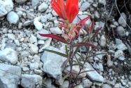 Guadalupe Mountains NP, TX