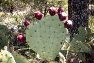 Guadalupe Mountains NP, TX