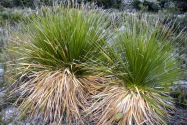 Guadalupe Mountains NP, TX